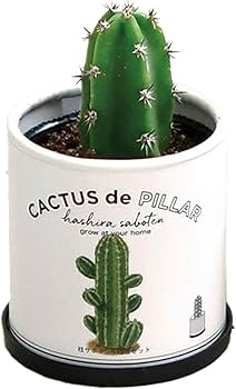 61JDM+C-iBL._AC_UF350,